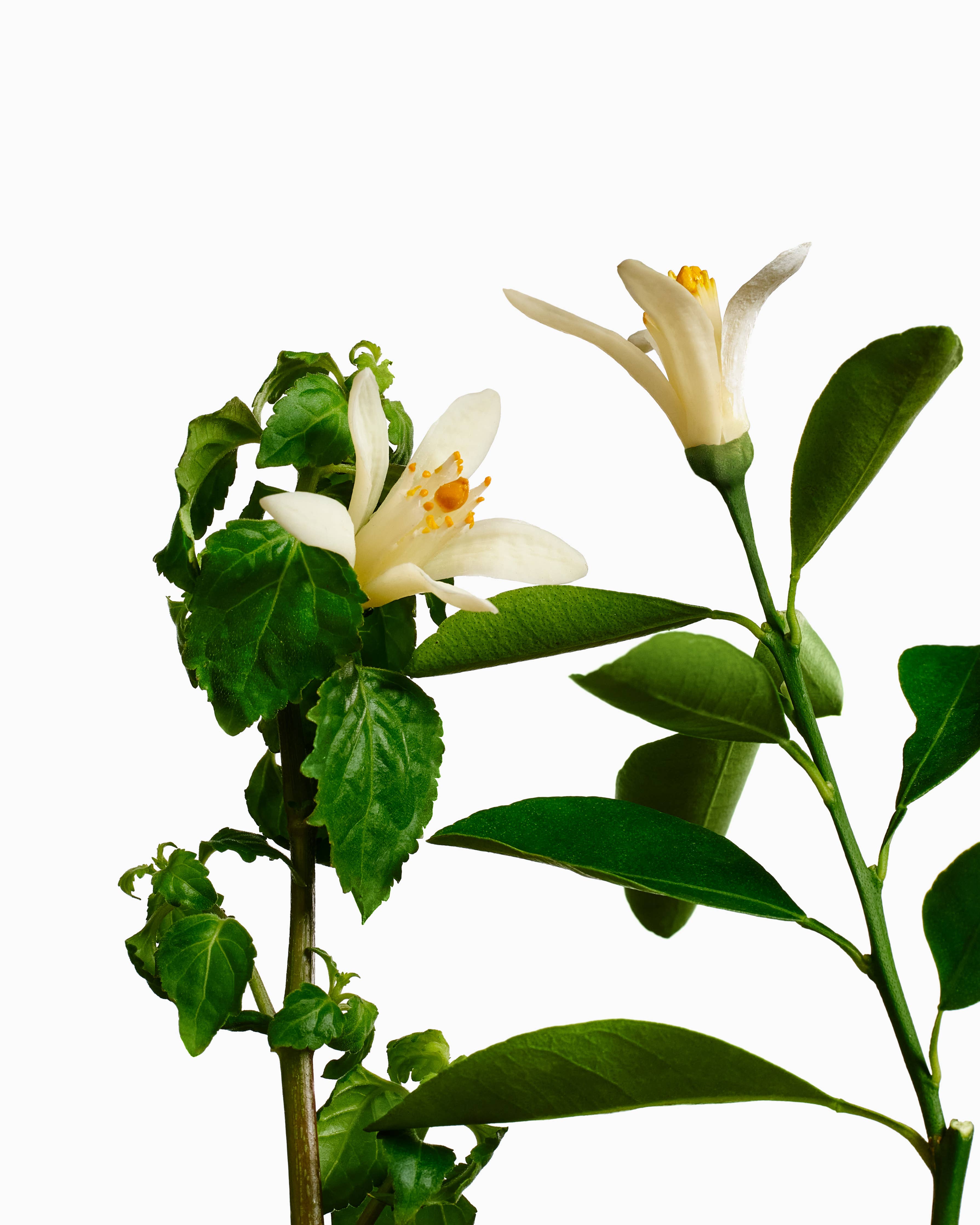 VOESH New York - Exfoliating Body Wash - Neroli & Patchouli