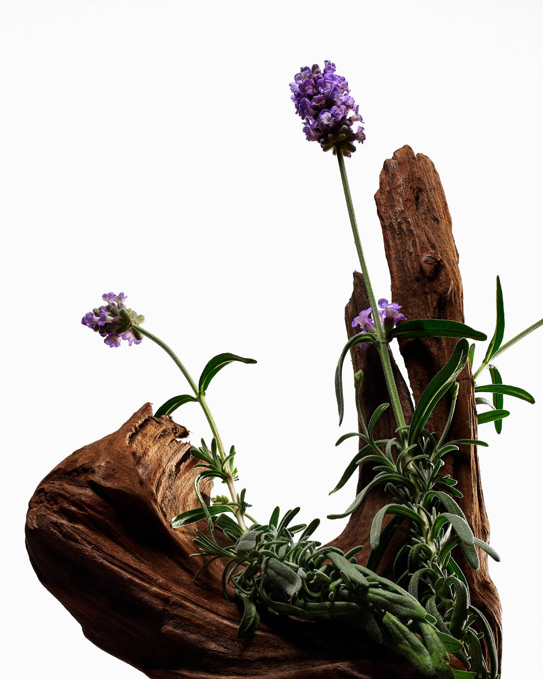 VOESH New York - Exfoliating Body Wash - Hinoki &amp; Lavanda