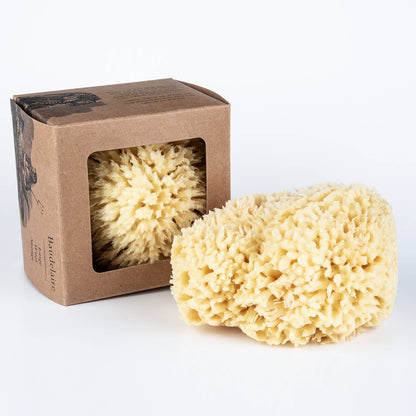 Baudelaire - Bath Sea Sponge Gift Box - Large 5.5"
